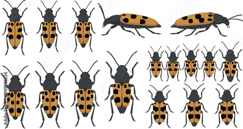 Comprehensive Vector Collection of Spotted Longhorn Beetles Featuring Various Sizes and Angles of Garden Insects for Entomology Biology and Nature Design Projects