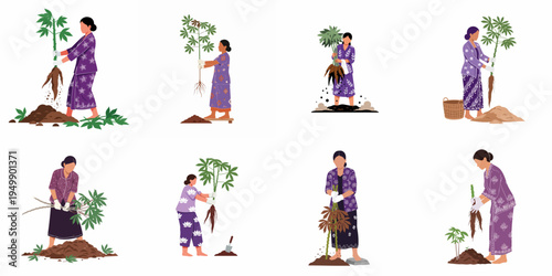 Indonesian women in traditional kebaya harvesting cassava roots, set of flat vector illustrations on white background.