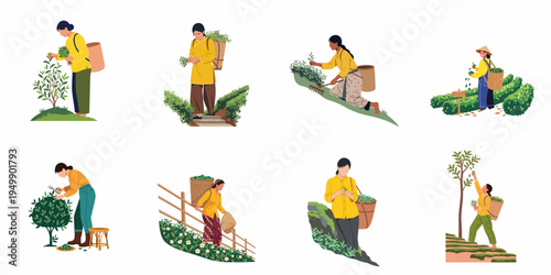 Set of flat vector illustrations depicting women picking tea leaves and working on tea plantations in various rural landscape settings.
