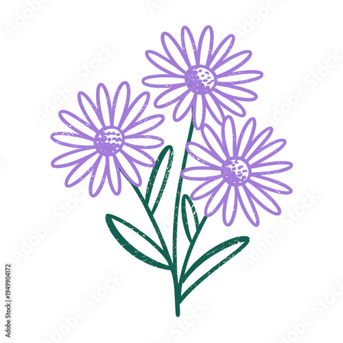 Hand drawn purple aster flowers crayon marker style botanical illustration