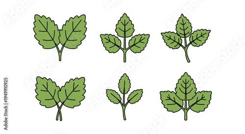 Lemon Balm Microgreen Line art minimal vivid abstract color vector