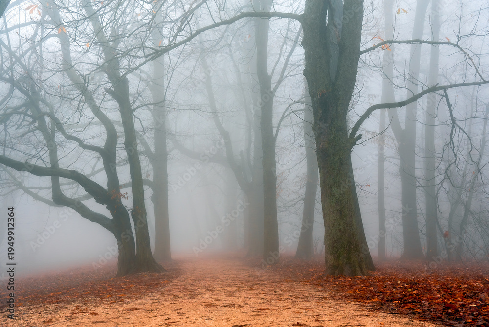 Fototapeta premium Fog in the woods