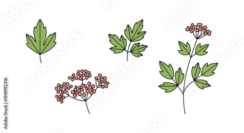 Lovage Line art vector set creative vibrant abstract tone