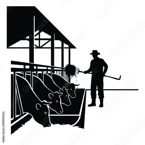 Farmer feeding silhouette cows in barn trough using pitchfork