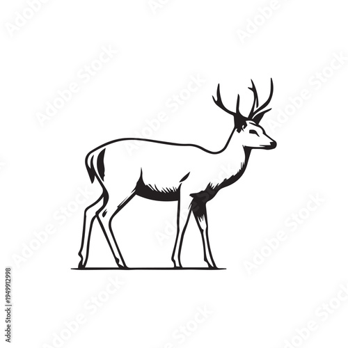 deer vector illustration