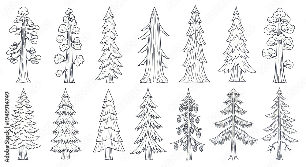 Obraz premium Hand-drawn Pine and Fir Trees Collection - Forest Elements