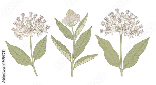 Cuadro en lienzo Delicate Milkweed Blooms and Leaves Illustration