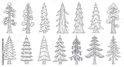 Hand-drawn Pine and Fir Trees Collection - Forest Elements