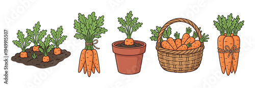 Collection of carrot illustrations showing the vegetable growing in a garden bed, planted in a pot, harvested in a wicker basket, and tied together in fresh bunches