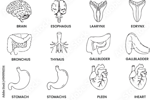 Organ line icons. Human organ signs or human body parts symbols. Tooth and brain line icons, eye and liver symbols. Vector illustration