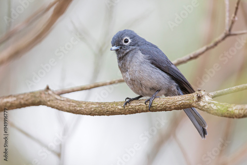 A White-eyed Slaty-Flycatcher (Melaenornis fischeri) perched on a branch.