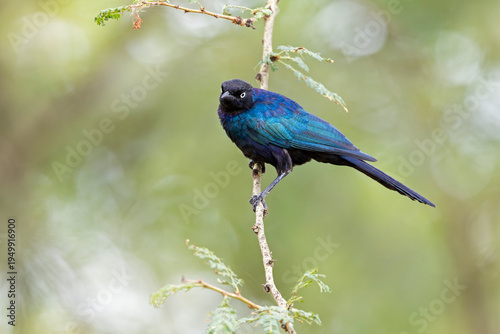 An adult Rüppell's starling (Lamprotornis purpuroptera) perched on a branch.