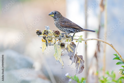 A female thick-billed weaver (Amblyospiza albifrons) perched on a plant.