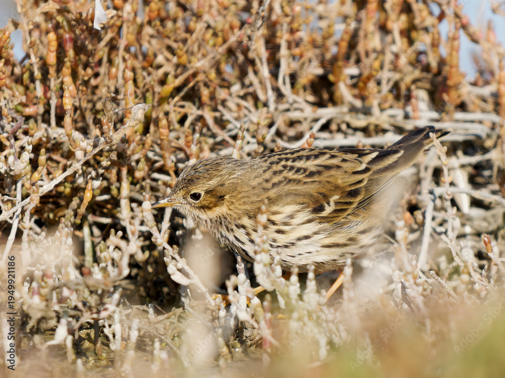 Fototapeta premium Pipit farlouse (Anthus pratensis) dans une végétation de marais salé en Camargue, petit passereau européen photographié en habitat naturel