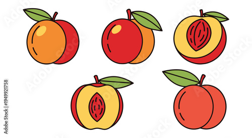 Nectarine Line art vector set abstract modern color design