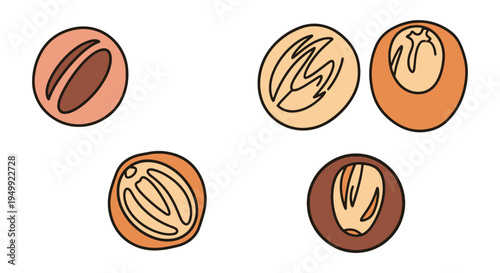 Nutmeg Whole Line art vector modern abstract artistic illustration