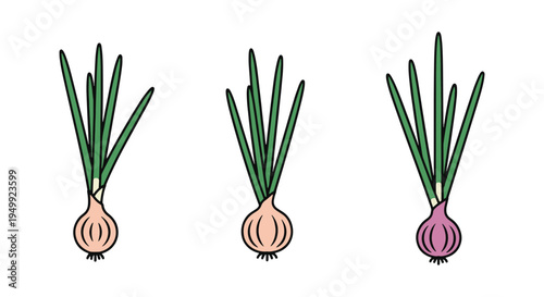 Onion Chives Line art vector dynamic fluid abstract color illustration