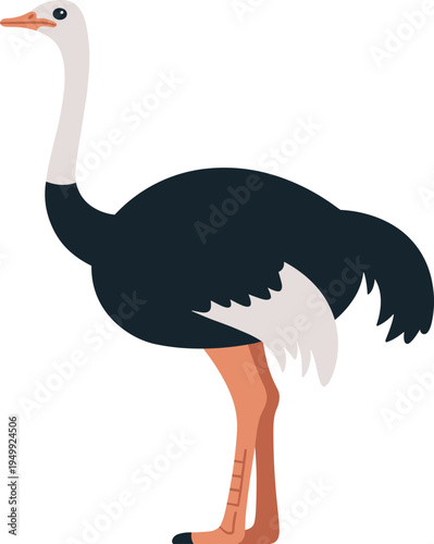 Ostrich flat vector illustration large flightless bird standing side view wildlife animal cartoon style isolated on white