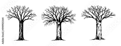 Baobab tree set with vintage ink sketch drawing and thick trunk detailing featuring botanical, engraving style, nature with plant and exotic flora