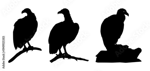 Vulture set with solid black silhouette perched on winged stance featuring sharp beak, desert predator aesthetic, minimal outline with line art and background