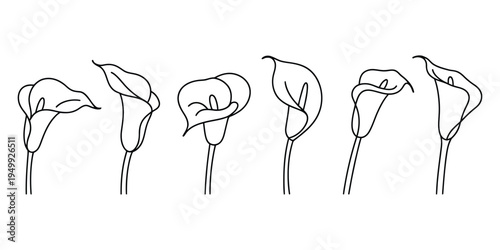 Collection of elegant calla lily flower line art sketches with minimalist black ink outlines