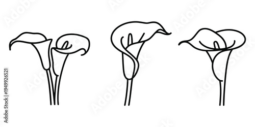Fotografie Minimalist line art illustration of elegant calla lily flowers in a simple hand-drawn style