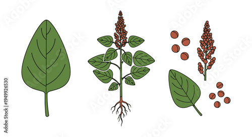 Organic Amaranth Line art dynamic vibrant abstract color vector