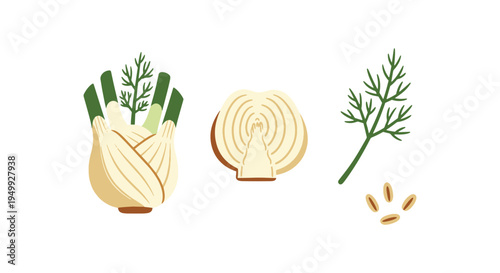 Organic Fennel Line art vector modern bold abstract color illustration