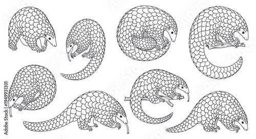 Pangolin Collection: Various Poses of Scaly Mammal, Line Art Illustration