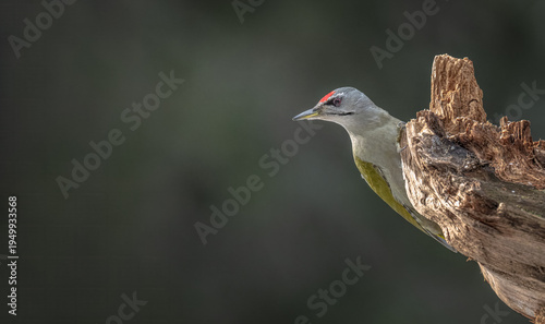 Grey-headed Woodpecker is perched on a broken tree trunk in a forest