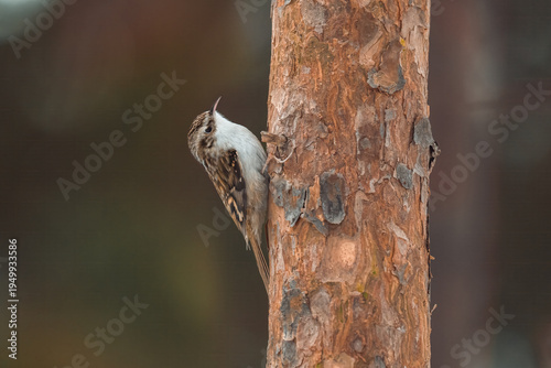 Eurasian treecreeper is climbing up a tree trunk in a forest and searches for insects in the bark