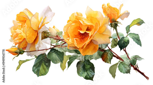 Watercolor blooming yellow rose branch botanical clip art illustration