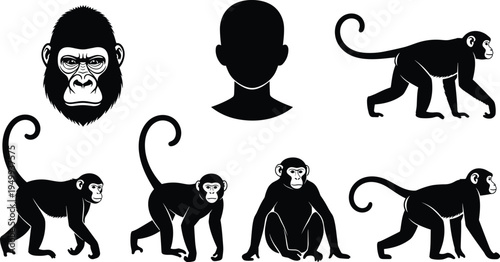 Collection of primate silhouettes and gorilla face illustration with human head comparison, showcasing evolutionary traits, anatomical differences, and detailed black‑and‑white vector designs.