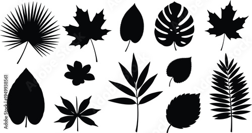 Collection of diverse leaf shapes displayed as dark silhouettes high quality