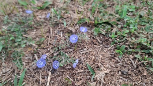 Evolvulus alsinoides, dwarf morning glory with delicate blue flowers and slender stems, showcasing medicinal herb beauty, isolated on clean background for stock photography