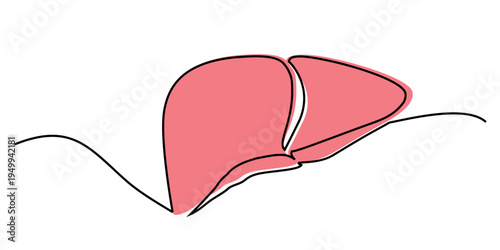 Editable continuous one line drawing human liver vector for modern health clinics. Ideal for symbolizing minimalist anatomy, sleek internal biology, and organ care.