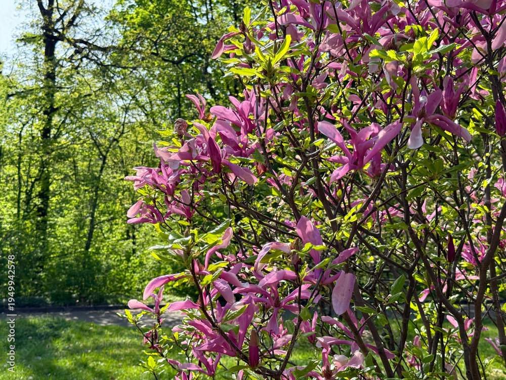 Obraz premium Blooming Magnolia tree in the spring park.