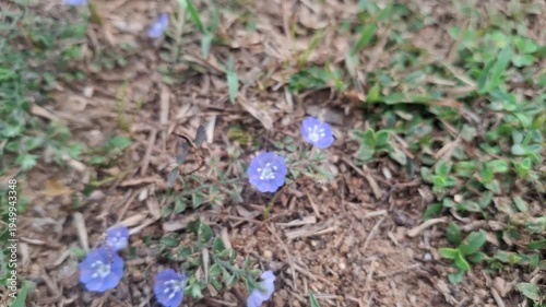 Evolvulus alsinoides, dwarf morning glory with delicate blue flowers and slender stems, showcasing medicinal herb beauty, isolated on clean background for stock photography