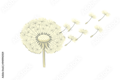 A minimalist vector illustration of a dandelion flower with its seeds