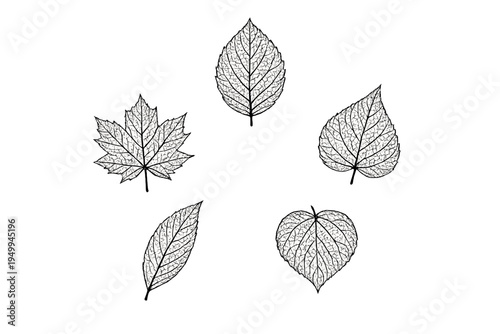 A collection of five detailed leaf skeleton illustrations in black