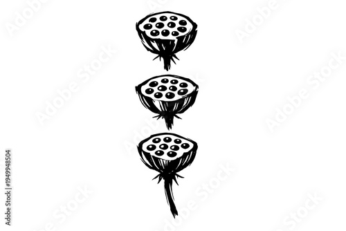 A black and white hand-drawn illustration featuring three lotus seed