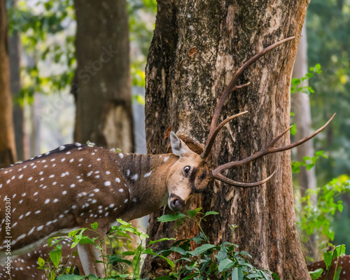 Fotografie A wild male spotted deer (Chital) rubbing its face and antlers against a rough tree trunk in a lush green forest