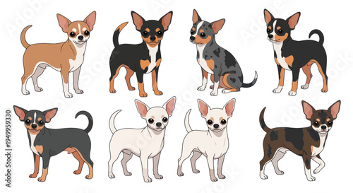 Chihuahua Dogs Collection: Various Colors and Poses