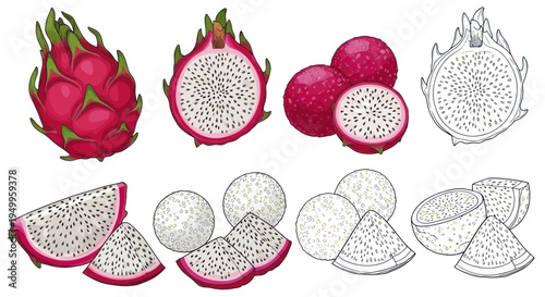 Dragon Fruit Exotic Tropical Fruit Collection - Whole, Sliced, and Sketch