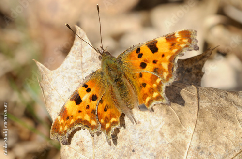 Comma butterfly Polygonia c-album basking on a dry fallen leaf in the forest