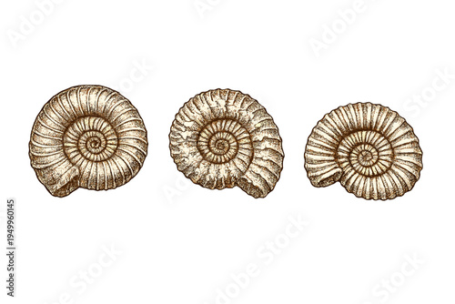 Three detailed ammonite fossil illustrations in a vintage hand-drawn