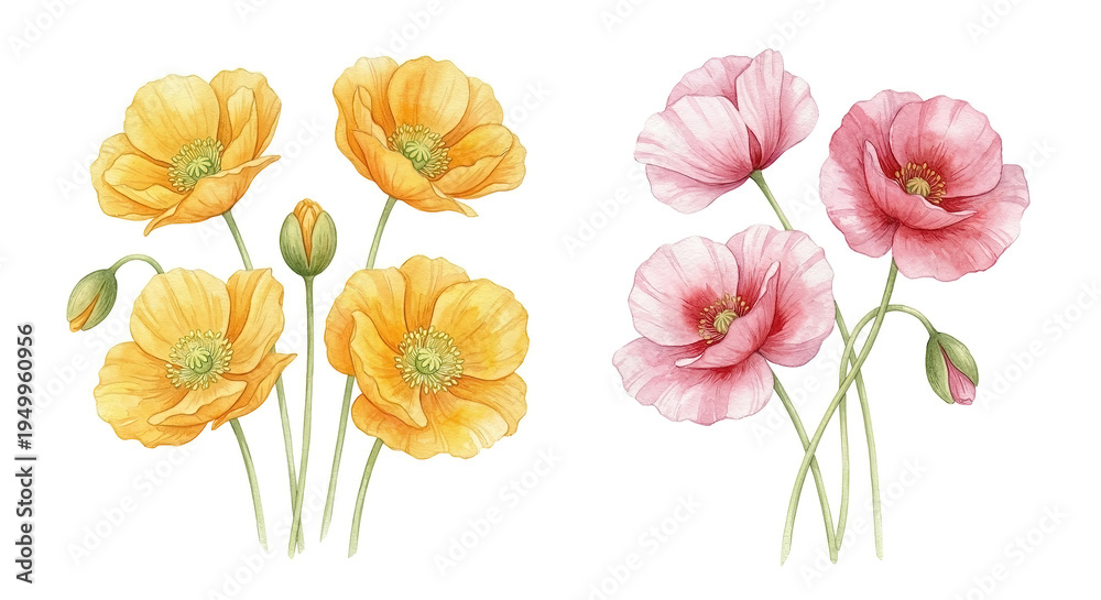 Obraz premium A watercolor illustration of yellow and pink poppy flowers on a white background. An isolated bouquet of flowers suitable for botanical art, greeting cards, and decorative projects.