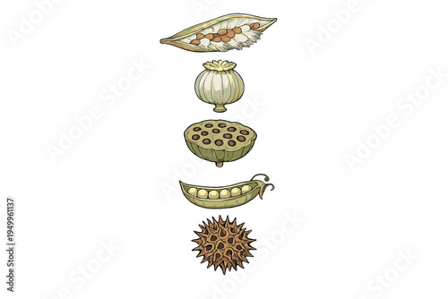 A set of five vintage-style botanical illustrations featuring various