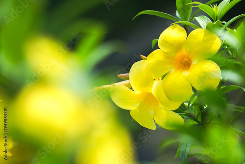 Fresh yellow flowers background of Allamanda, Common allamanda, Golden trumpet, Yellow bell (Allamanda Cathartica), green leaves and other blossom blur background.