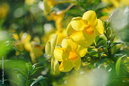 Fresh yellow flowers background of Allamanda, Common allamanda, Golden trumpet, Yellow bell (Allamanda Cathartica), green leaves and other blossom blur background.